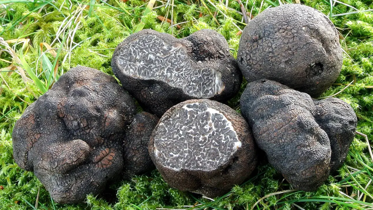 Gasztromániásoknak VIP Szarvasgomba vadászat kutyákkal ajándék csomaggal