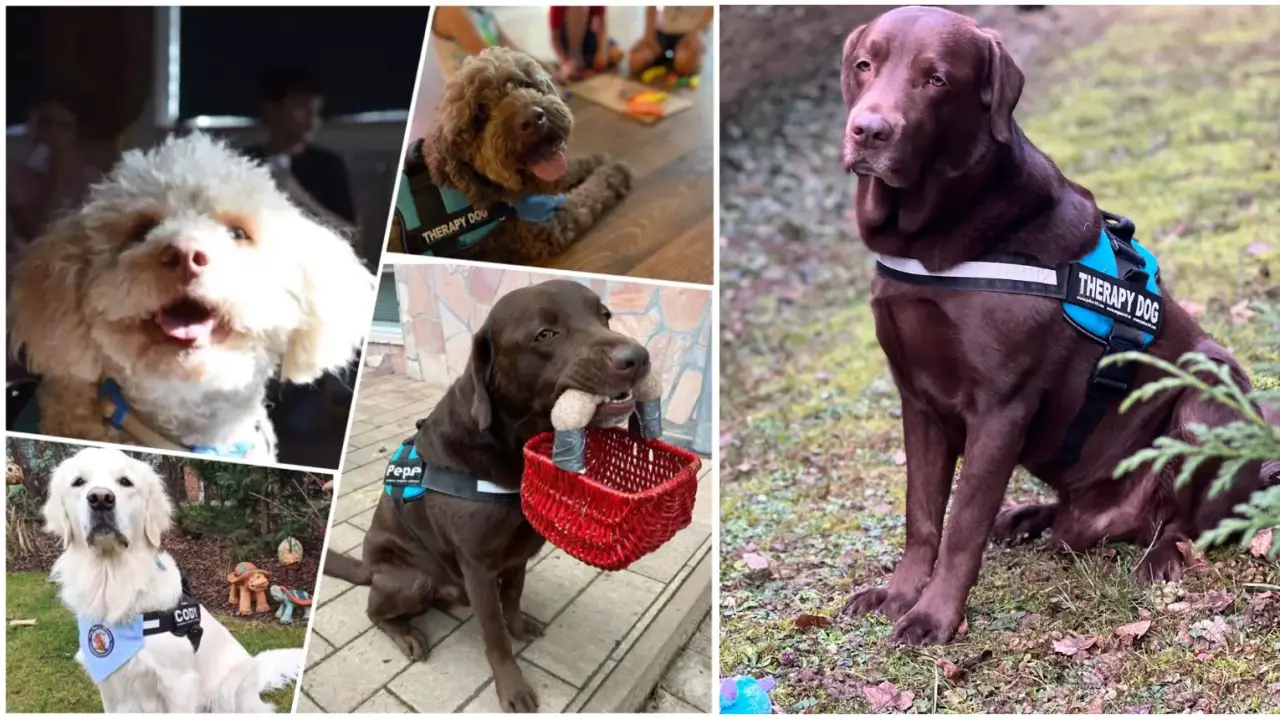 Élménykutyázás hivatalos terápiás kutyákkal Budán