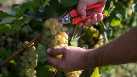 Birtokséta borkóstolóval – Kalandozás a tőkék között a Folly Arborétumban 6