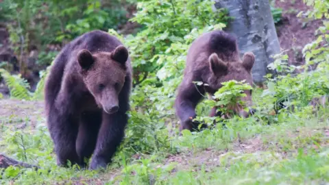 Medveles a Hargita lábánál - Testközelből a Kárpátok királya! 9