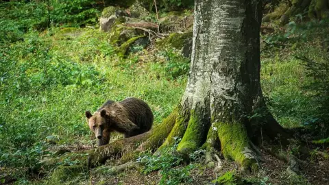 Medveles a Hargita lábánál - Testközelből a Kárpátok királya! 8