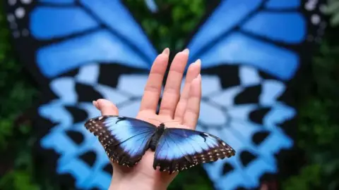 Pillangóles Apuval! – Felnőtt-gyermek páros belépő a Papilonia Lepkevilágba 1