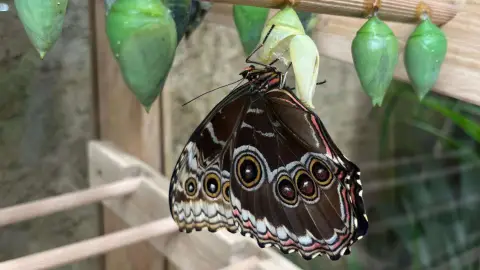 Pillangóles Apuval! – Felnőtt-gyermek páros belépő a Papilonia Lepkevilágba 3