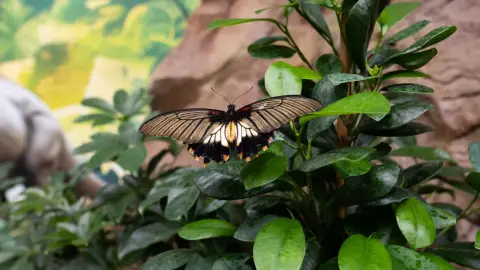 Pillangóles Apuval! – Felnőtt-gyermek páros belépő a Papilonia Lepkevilágba 12