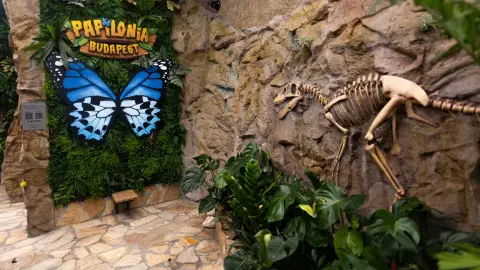 Pillangóles Apuval! – Felnőtt-gyermek páros belépő a Papilonia Lepkevilágba 14