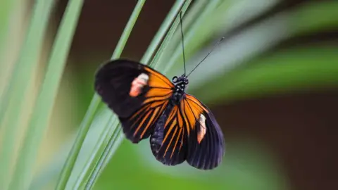 Pillangóles Apuval! – Felnőtt-gyermek páros belépő a Papilonia Lepkevilágba 17