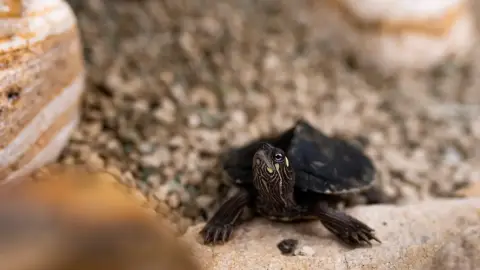 Pillangóles Apuval! – Felnőtt-gyermek páros belépő a Papilonia Lepkevilágba 19