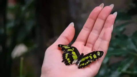 Pillangóles Apuval! – Felnőtt-gyermek páros belépő a Papilonia Lepkevilágba 21