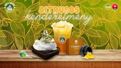 Citrusos kender élmény a Hollyweed Cannabistroban 3