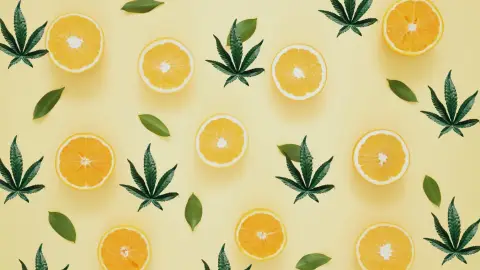 Citrusos kender élmény a Hollyweed Cannabistroban 1