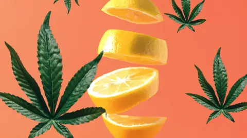 Citrusos kender élmény a Hollyweed Cannabistroban 2