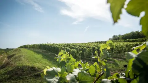 Prémium 7 tételes borkóstoló a Lajver Borbirtokon 2