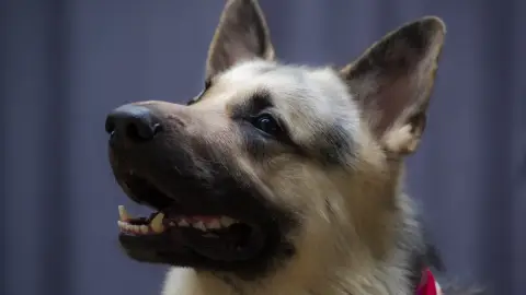 Online PawDawan Trükk tanfolyam 3