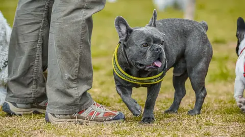 Online PawDawan Trükk tanfolyam 1