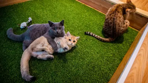 Páros randi élmény a Cat Museumban szuvenírrel! 2