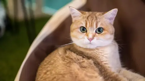 Páros randi élmény a Cat Museumban szuvenírrel! 6