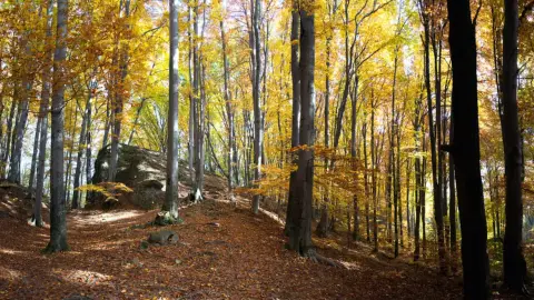 Függőágyban full extrás lazulás Dobogókőn a sípályánál 2