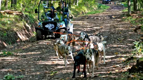 Családi husky kutyafogat túra 4