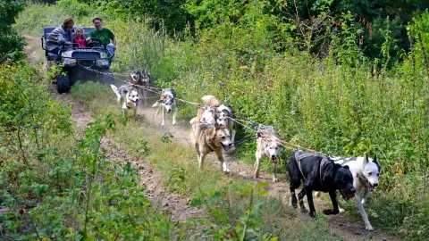 Családi husky kutyafogat túra 5