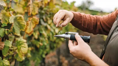 Barcza Pincészetben borkóstoló a Balaton felvidéki Somló hegyen 2