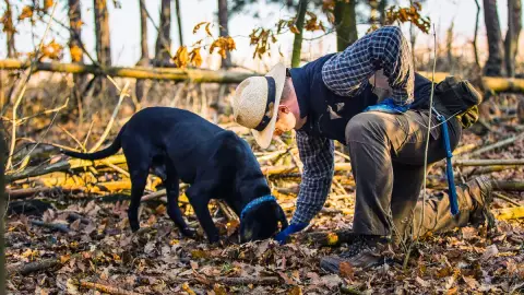 Csapattal Szarvasgomba vadászat kutyákkal ajándék csomaggal