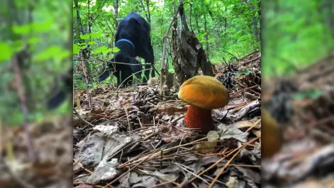 Családos Szarvasgomba vadászat kutyákkal ajándék csomaggal 6