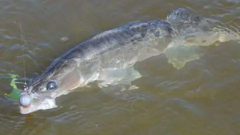 Nappali süllőhorgászat Viksund vitorlásról profi kapitánnyal 1