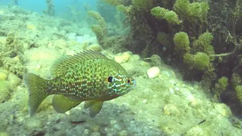 Páros romantikus INTRO merülés Tatán a Fényes-forrásban 4