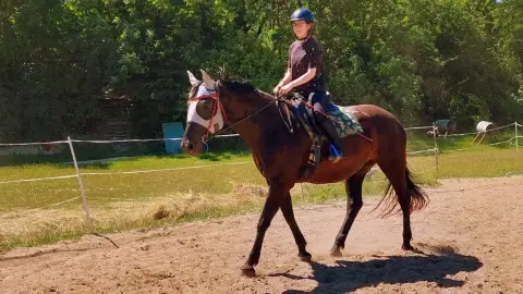 Felnőtt lovasoktatás karámban Dunakanyarban a Wackor lovastanyán 4