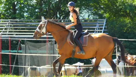 Felnőtt lovasoktatás karámban Dunakanyarban a Wackor lovastanyán 3
