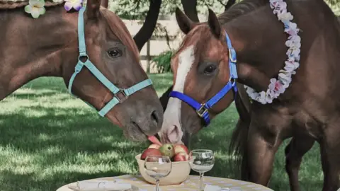 Lovas lánykérés a Dunakanyarban, a Dunaparton lovagolva 1