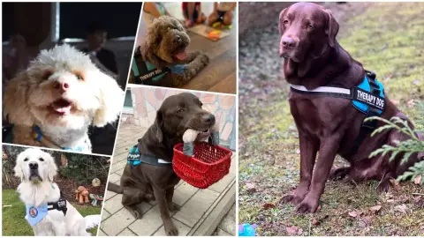 Élménykutyázás hivatalos terápiás kutyákkal Budán