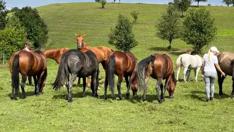 Suttogó erő - A LOVAK ÉS A TE UTAD Hollókőn 2